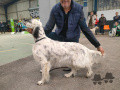 Setter Anglais TADEN DE LA VALLEE CELTIQUE Setter Anglais TADEN DE LA VALLEE CELTIQUE